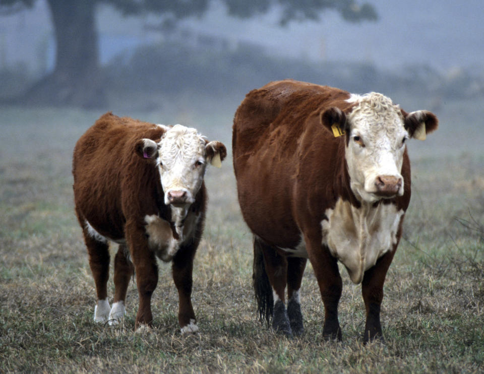 Cows in pasture