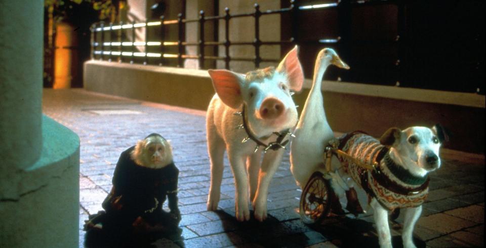 <p>The Jack Russell Terrier on wheels from <em>Babe: Pig in The City </em>is another one of our favorite characters. Full of energy and with high spirits, the Jack Russell Terrier is bold, fearless, confident and friendly — despite their small size. </p><p>The breed was chosen for this film because the character too is confident and assertive. </p><p><a class="link " href="https://www.amazon.com/gp/video/detail/amzn1.dv.gti.aaa9f784-f4a5-c04d-3e7c-f941998f4412?tag=syn-yahoo-20&ascsubtag=%5Bartid%7C10050.g.32293379%5Bsrc%7Cyahoo-us" rel="nofollow noopener" target="_blank" data-ylk="slk:STREAM NOW;elm:context_link;itc:0;sec:content-canvas">STREAM NOW</a></p>