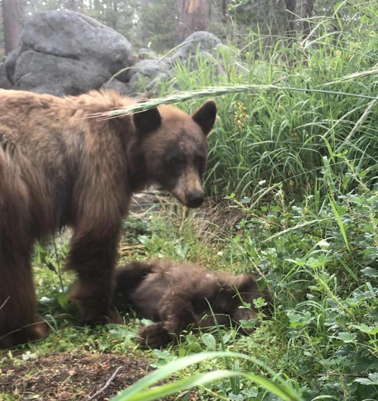 bear cub killed Yosemite