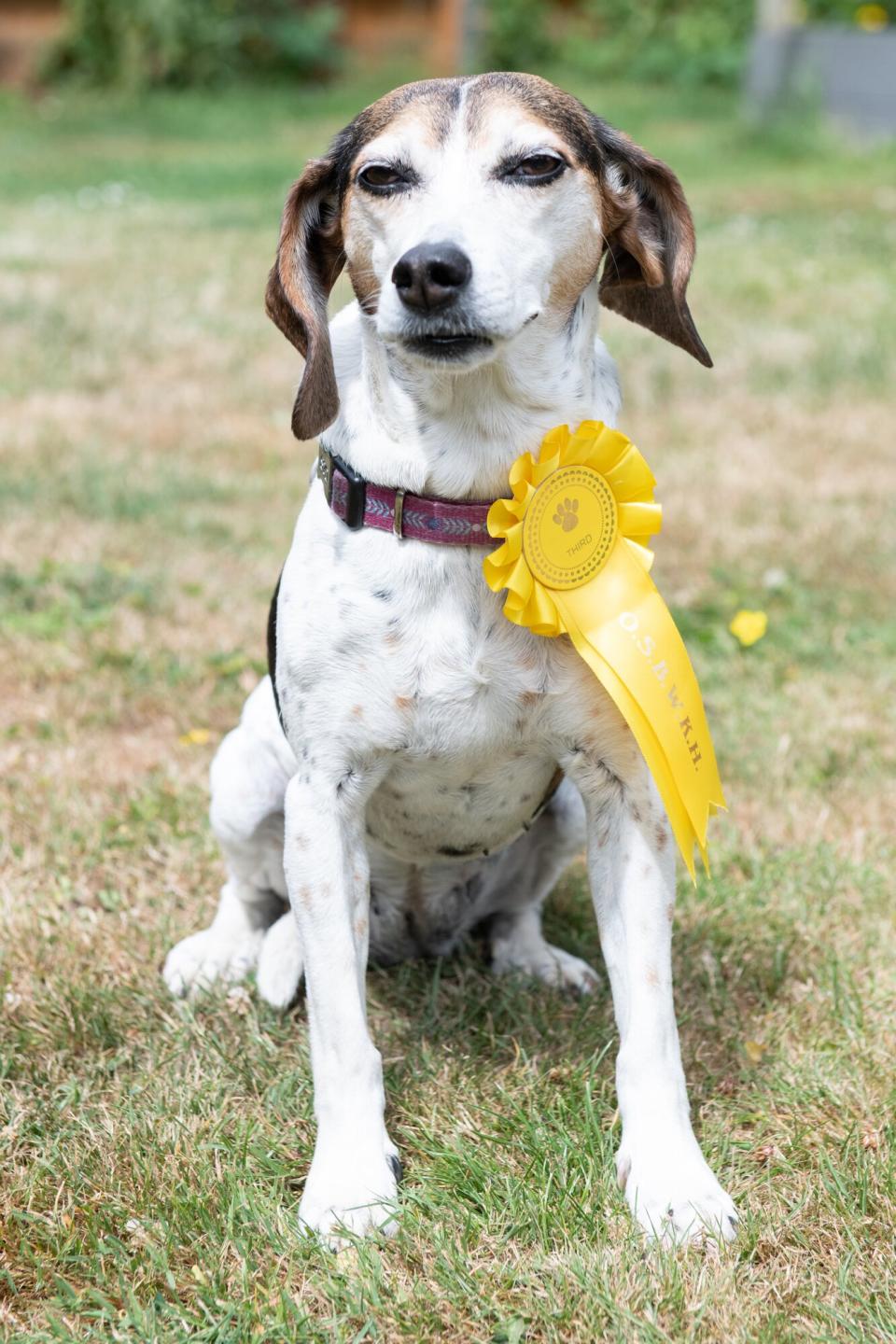 Dog Bonnie, Bonnie went missing and won a rosette at a show after being entered by a man who found her on his way to the event. Bolney, West Sussex, 13th July 2022 . See SWNS story SWNNlost. A family were left stunned when their dog escaped only to return later that day with a rosette from a rescue dog show. Peter and Paula Closier became sick with worry when their five-year-old beagle-cross Bonnie vanished on Sunday (July 10) morning. They looked all over the house in Bolney, West Sussex with their two daughters and their neighbours even joined in. Paula, 48, had called the police, vets and dog warden in a frantic bid to find her.