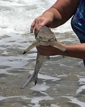 A person holding a small shark by the ocean