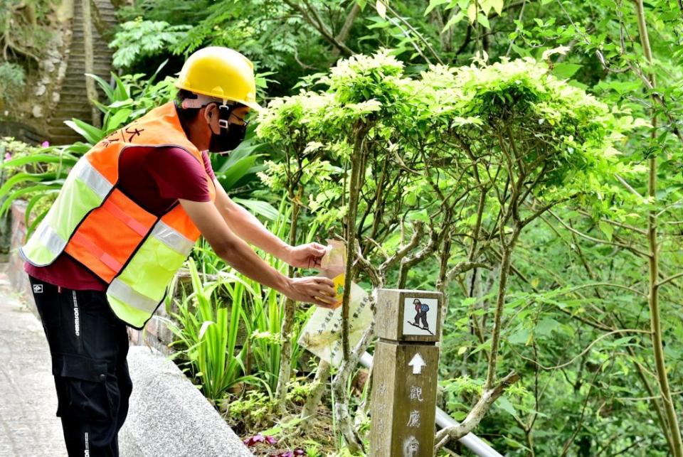 台中市觀旅局透過平腹小蜂防治荔枝椿象，兼顧環境生態保育，提升旅遊品質。（記者陳金龍攝）