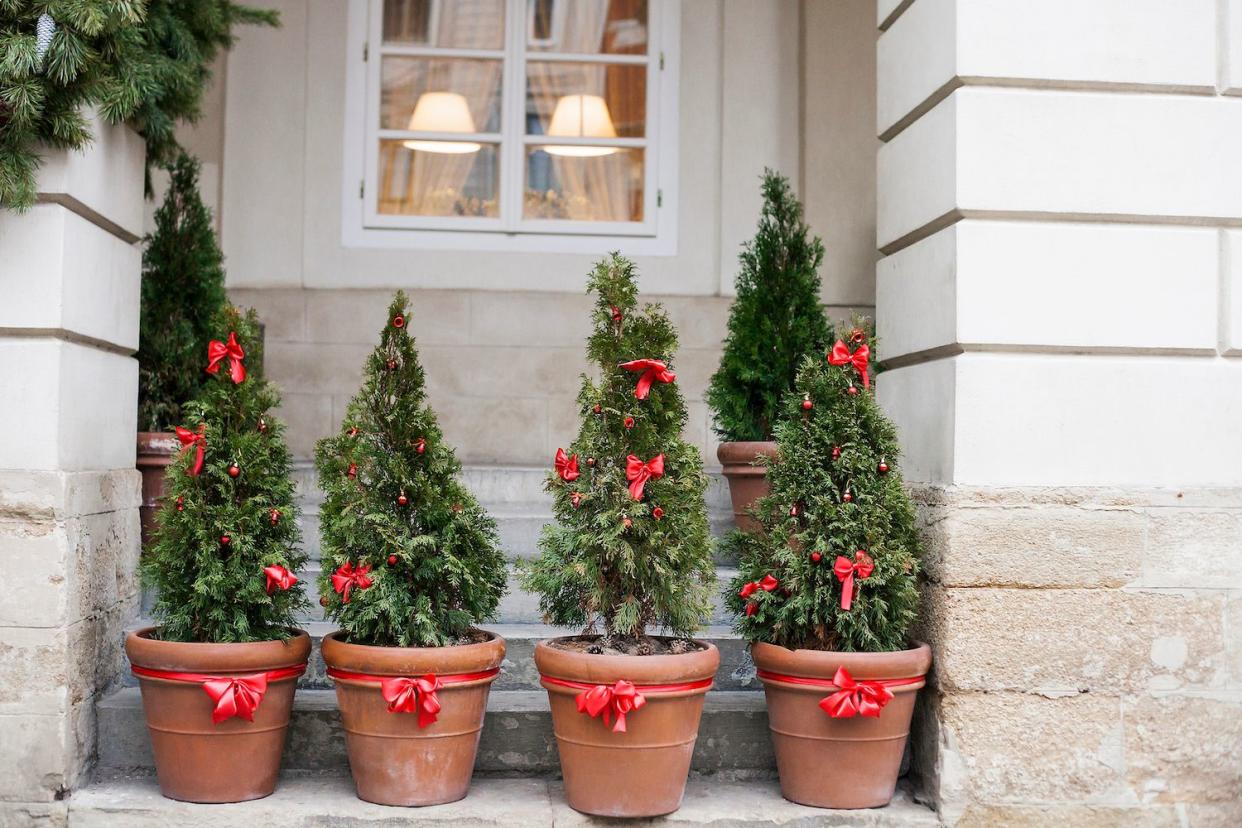 potted holiday plants