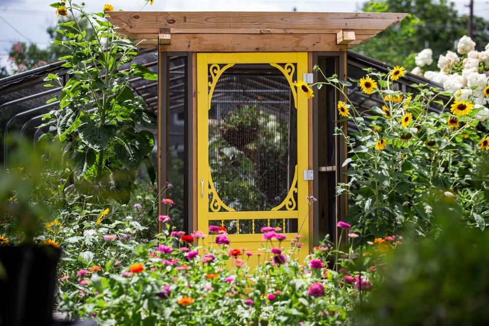 The garden and flight house at Idlewild Butterfly Farm contains butterfly and pollinator annuals, perennials, nectar flowers and hard-to-find caterpillar host plants. July 21, 2023