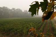 Hanson Vineyards is seen in Woodburn, Oregon