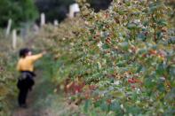 A woman harvests raspberries at a local farm near Chillan