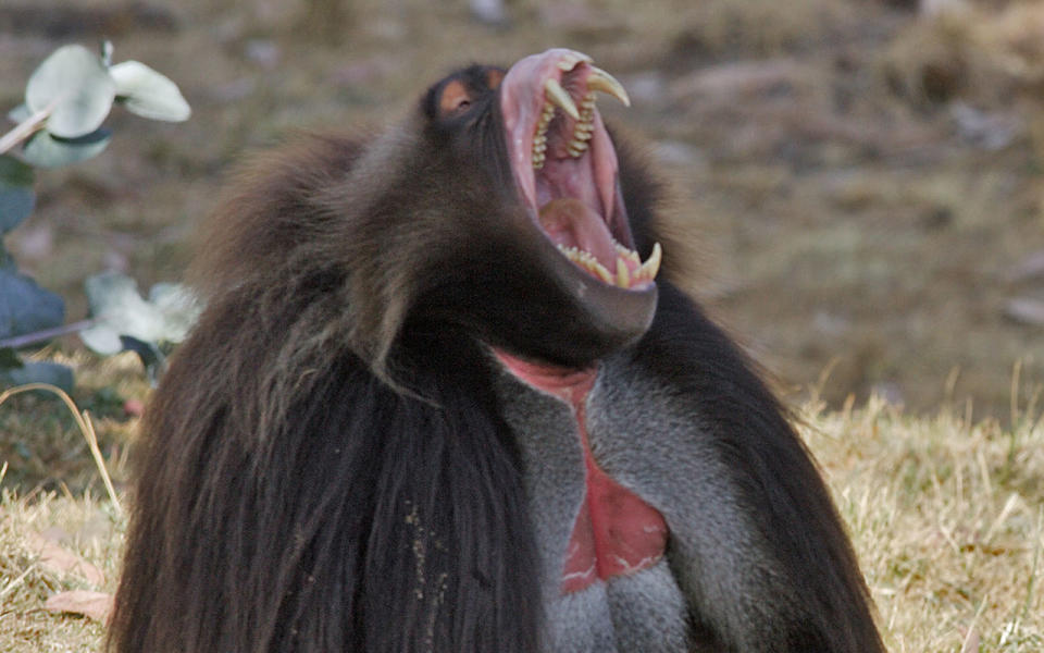 Baboon, not including the one pictured, have escaped a testing facility in Sydney. Source: AAP, file photo