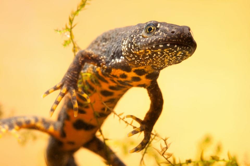 <span class="caption">Great crested newt populations are declining.</span> <span class="attribution"><span class="source">Shutterstock</span></span>