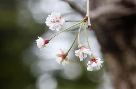 Cherry blossoms bloom in the autumn season at the site of Sendai Castle in Sendai, northern Japan, October 16, 2018, in this photo taken by Kyodo. Picture taken October 16, 2018. Mandatory credit Kyodo/via REUTERS