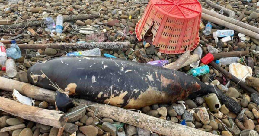 一隻數量稀少的江豚昨天一早擱淺在彰化王功海邊。（圖／海巡署中部分署第三岸巡隊提供）