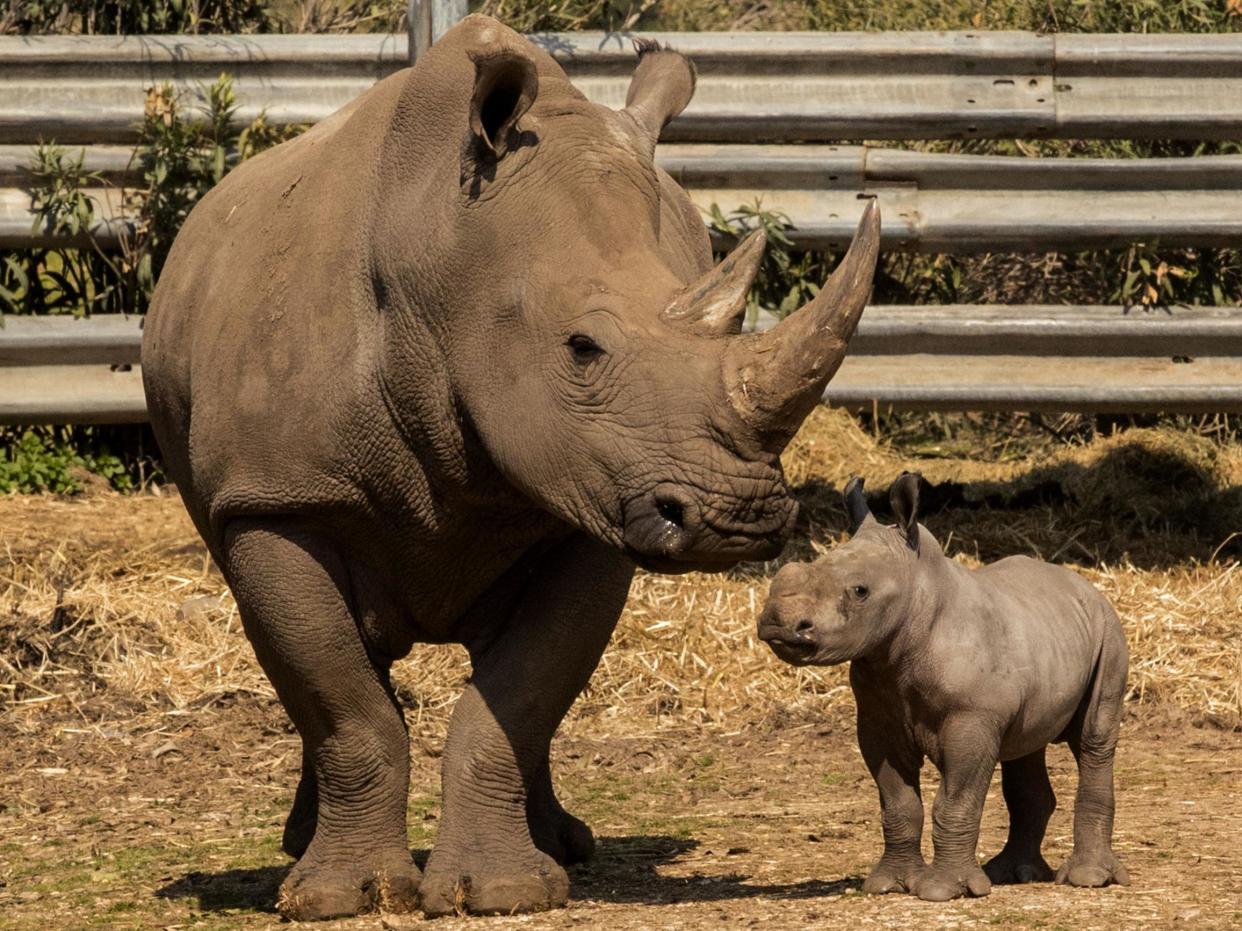 Rami, a two-week-old white rhinoceros, is pictured with his mother, eight-year-old Rihanna, on 6 February 2017: AFP/Getty Images