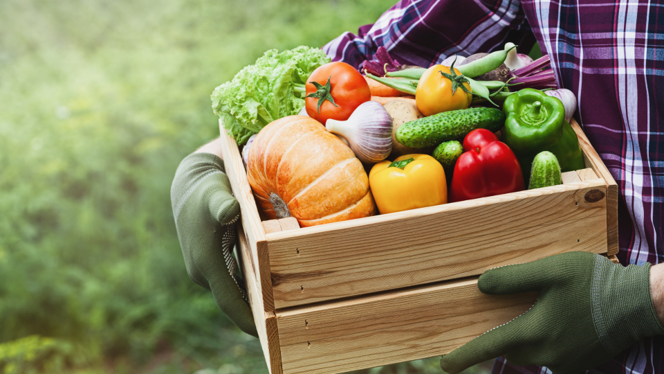 A survival garden doesn't require a huge lush backyard to thrive–a patio or balcony will suffice.