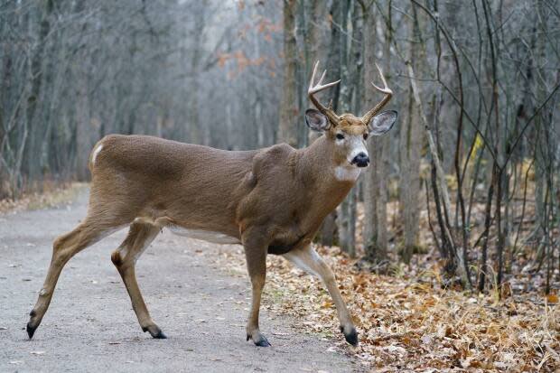 Deer can be seen wandering around Michel-Chartrand park all year round. A plan to cull half the herd in the park was met by fierce opposition last fall.  (Paul Chiasson/The Canadian Press - image credit)