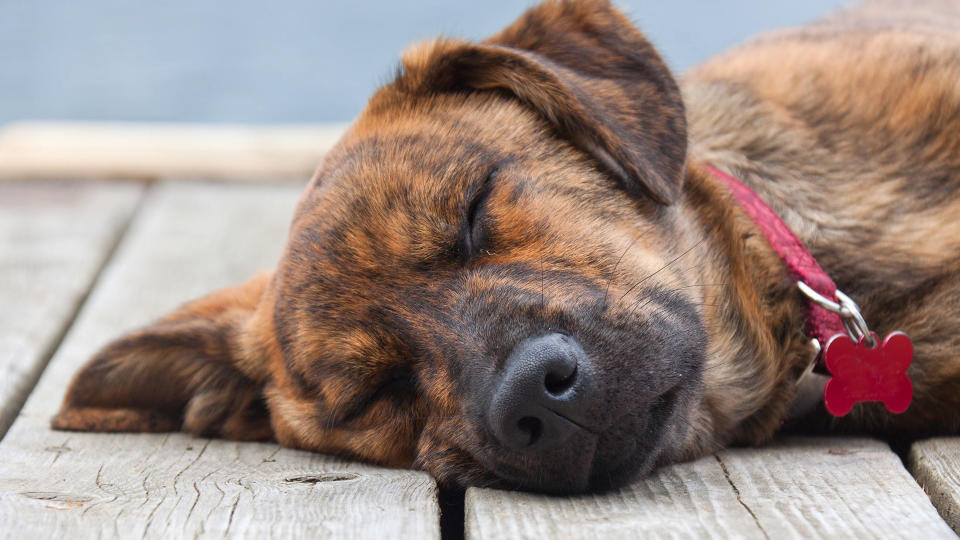 Plott Hound dog