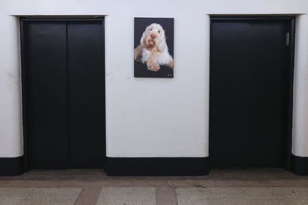 A portrait of a dog is seen next to the elevators at the Hotel Pennsylvania before the upcoming 139th Annual Westminster Kennel Club Dog Show in New York February 13, 2015. REUTERS/Shannon Stapleton