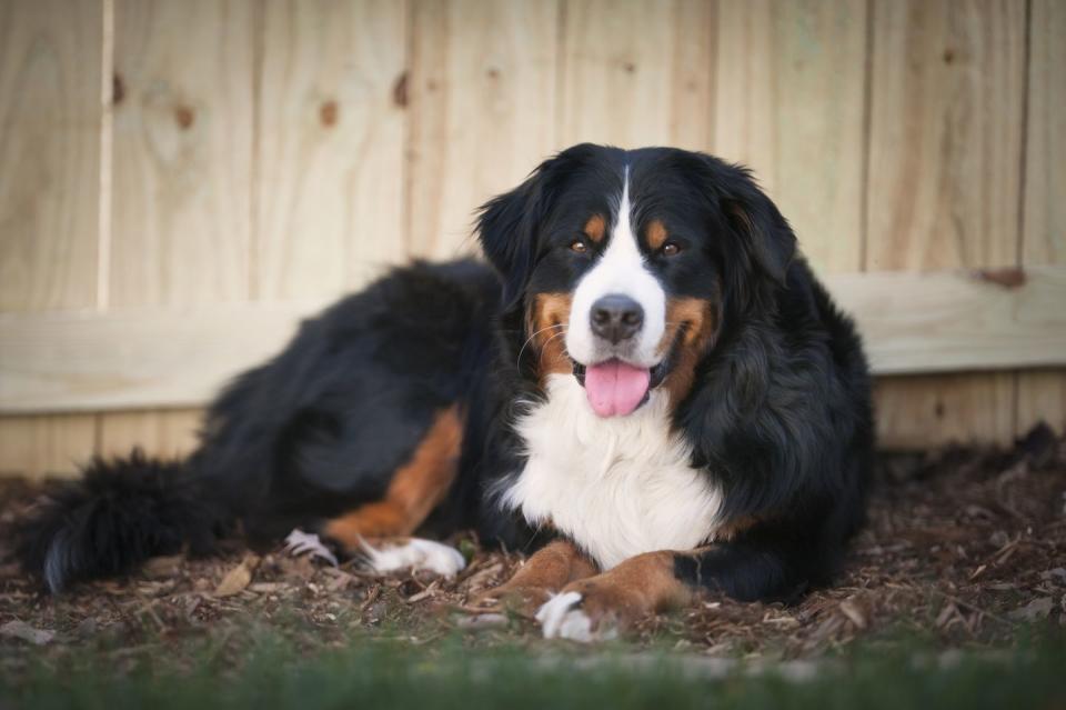 Bernese Mountain Dog