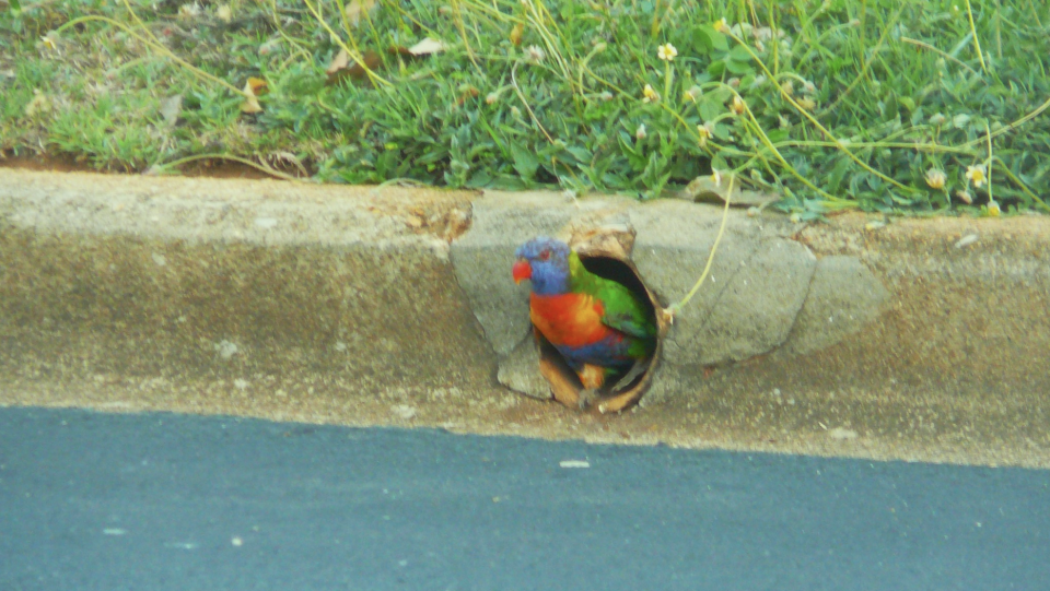 The rainbow lorikeet walking out of the storm drain. Source: Facebook/Australian Native Birds