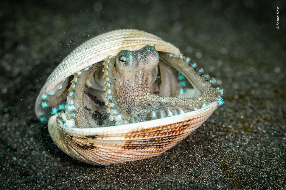 A photo on the shortlist for the Wildlife Photographer of the Year competition: A house-hunting octopus