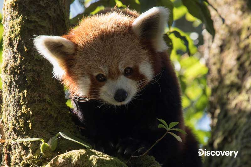 《亞洲動物面對面》小熊貓又名紅熊貓，在尼泊爾叫做Ponja，意即吃竹子的動物。（華納兄弟探索提供）