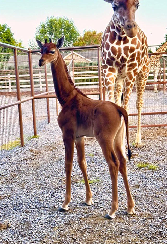 Fitness in the air: Let's hang out - Giraffe in the City