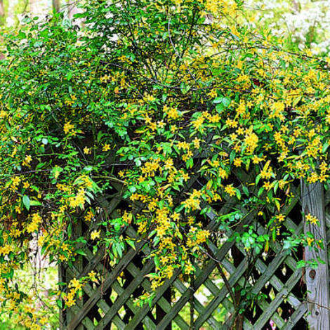 Bright yellow flowers appear in winter