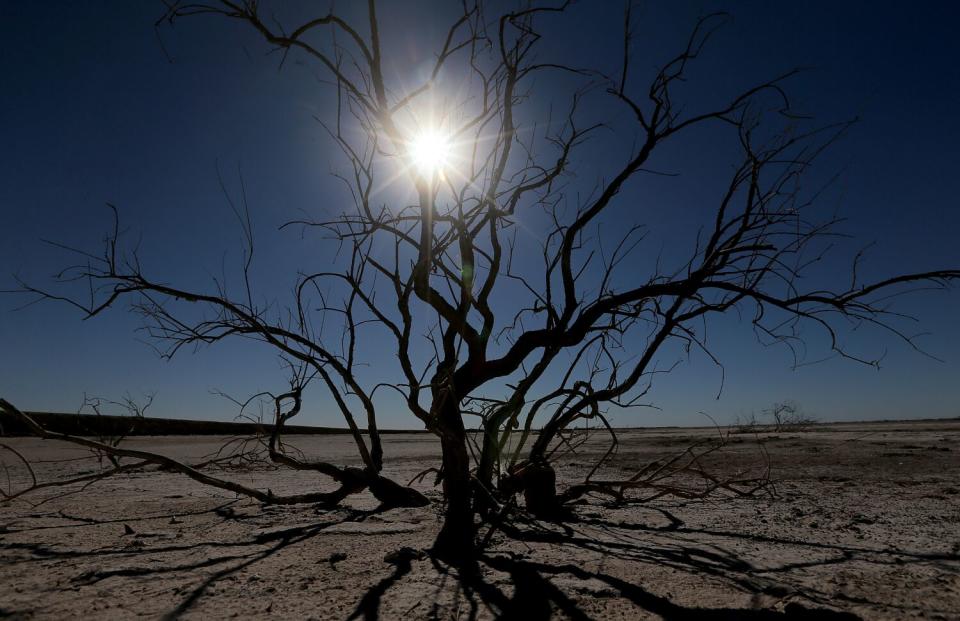 Dead brush pops out of a dry salt marsh on the southern end of the Colorado River Delta.