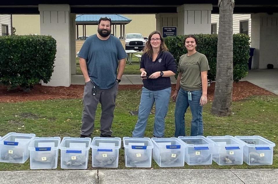 All turtles were evaluated and determined to be healthy and were released the same day!