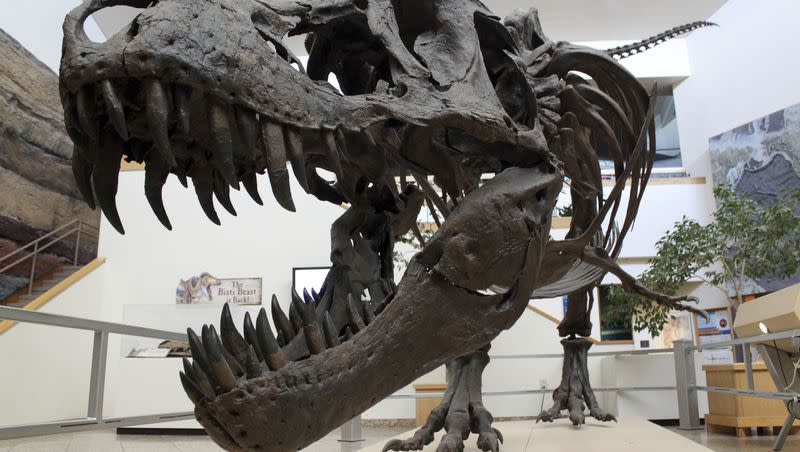 This 2017 file photo shows a model of a Tyrannosaurus rex on display in the New Mexico Museum of Natural History and Science in Albuquerque, N.M. New research suggests that dust may have played a role in the extinction of dinosaurs.