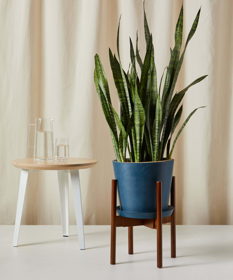 <p><a href="https://bloomscape.com/product/sansevieria/?attribute_pa_pot=charcoal&gclid=CjwKCAjwkaSaBhA4EiwALBgQaH_Q6cC7qImTeMFEtY3iCAHkdwPOUwM82vRbxPXHBP6VNWYSAO60iRoCrJUQAvD_BwE" rel="nofollow noopener" target="_blank" data-ylk="slk:Shop Now;elm:context_link;itc:0;sec:content-canvas" class="link ">Shop Now</a></p><p>Snake Plant</p><p>bloomscape.com</p><p>$149.00</p>