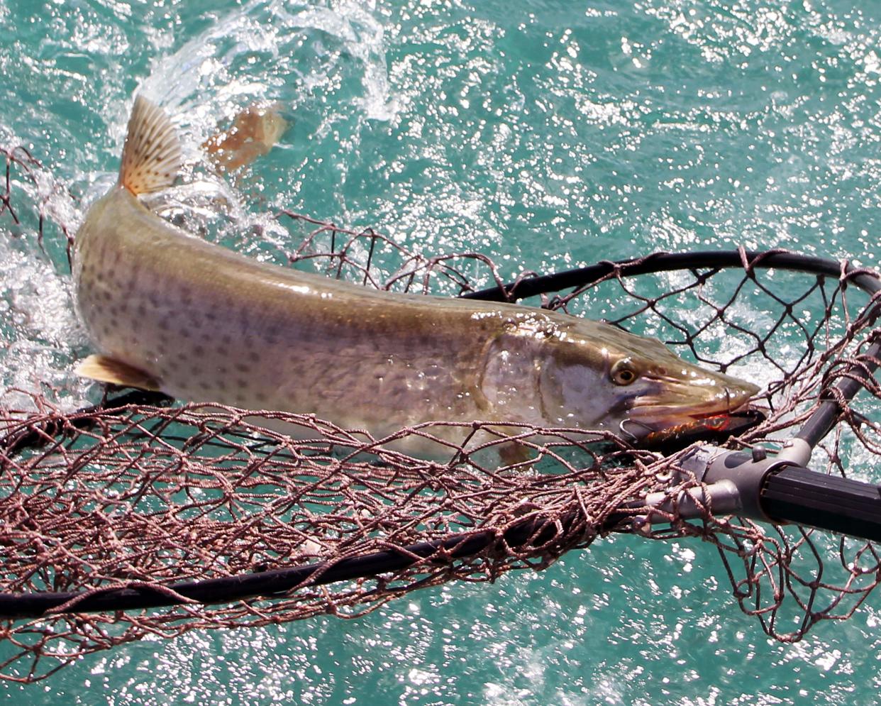 This 35-inch muskellunge was one of ten species of fish landed on the St. Clair River an an afternoon.