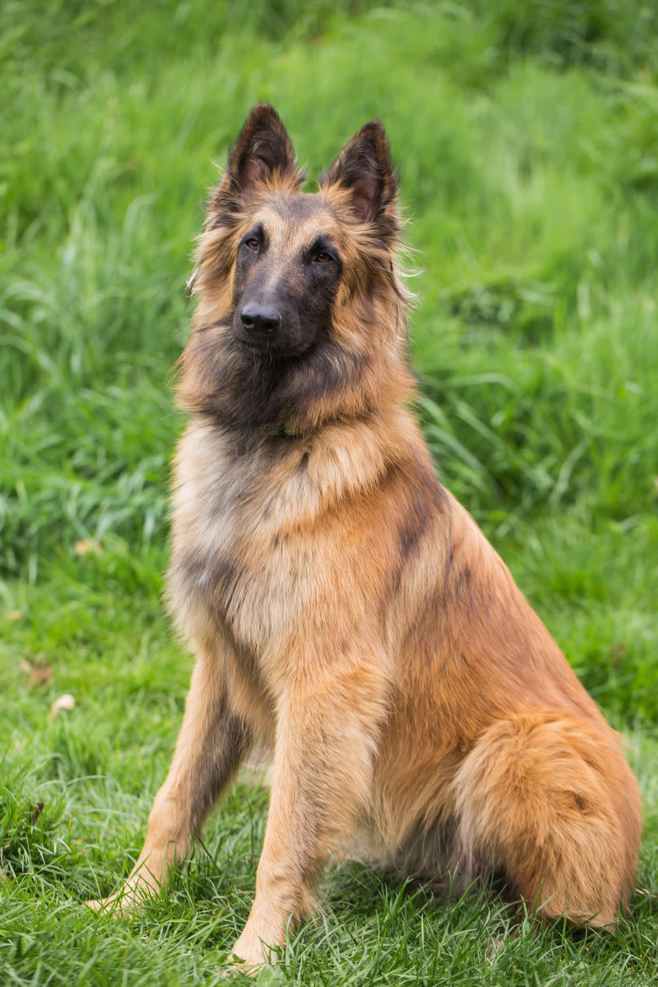 1) Belgian Tervuren