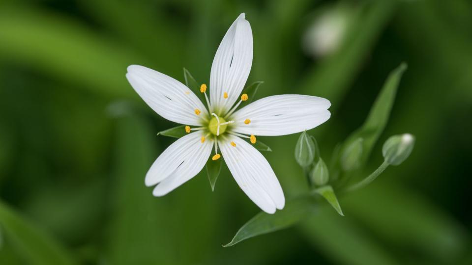 <p>Known as ‘nature’s microgreen’, Chickweed is really full of vitamins and especially minerals. </p><p><strong>Cooking tip:</strong> Young leaves add elegance as a garnish to any dish or can be used as part of any salad.</p>
