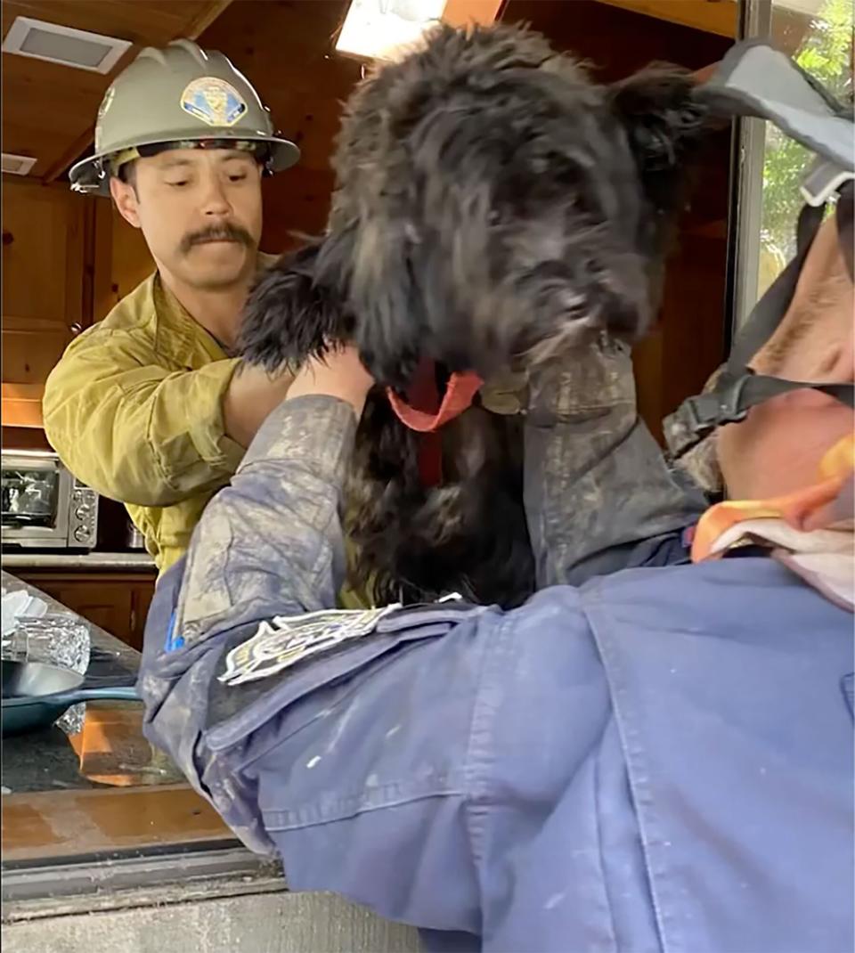 San Bernardino County Fire/Instagram https://www.instagram.com/p/CilfEUtpmle/. Dog Reunited w/ Fam