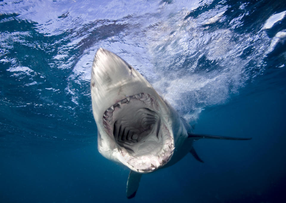 A great white shark is swimming underwater with its mouth wide open, showing its sharp teeth