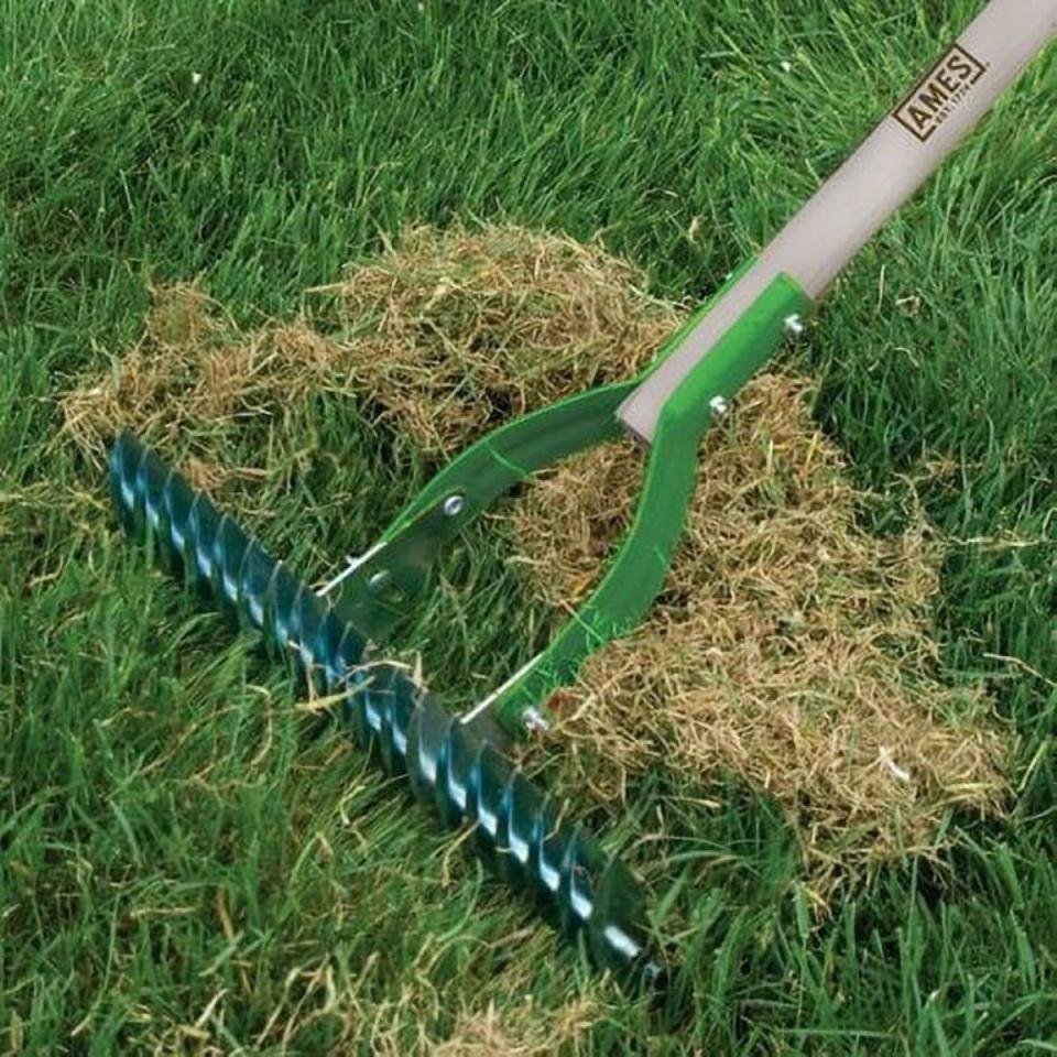 Thatching rake used on lawn, with a lot of thatch collected under the rake.