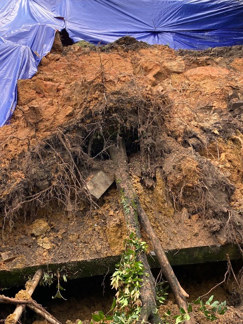 A tree that uprooted due to the landslide that took place along Jalan Lingkungan Negri Sembilan, Federal Hills October 24, 2021. — Picture by Bukit Bandaraya Residents Association