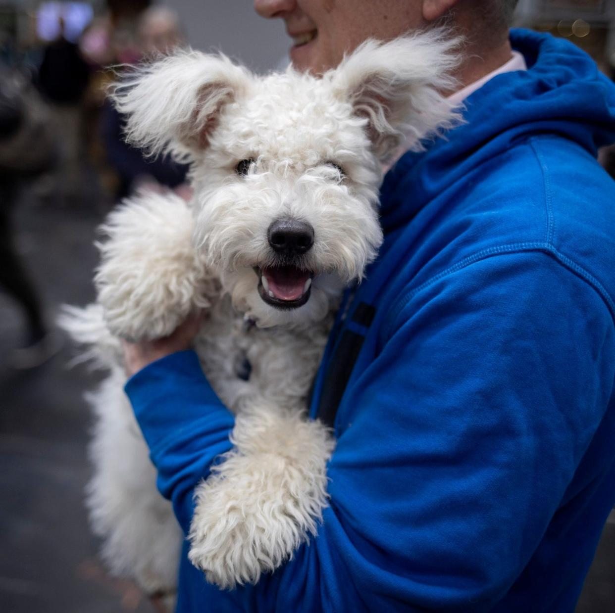 A Hungarian Pumi at Crufts