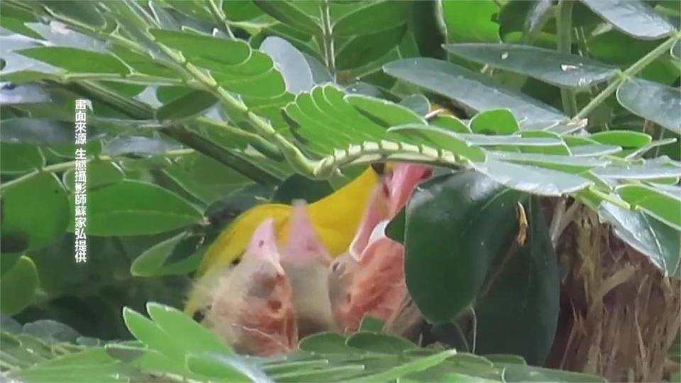 珍貴畫面！二級保育鳥類黃鸝育雛　嘉義鳥友驚喜記錄