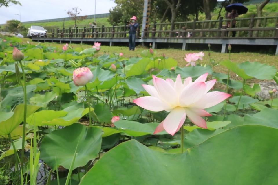 新城鄉佳林村龍泉公園已成為近年花蓮最熱門的打卡景點之一。（新城鄉公所提供）