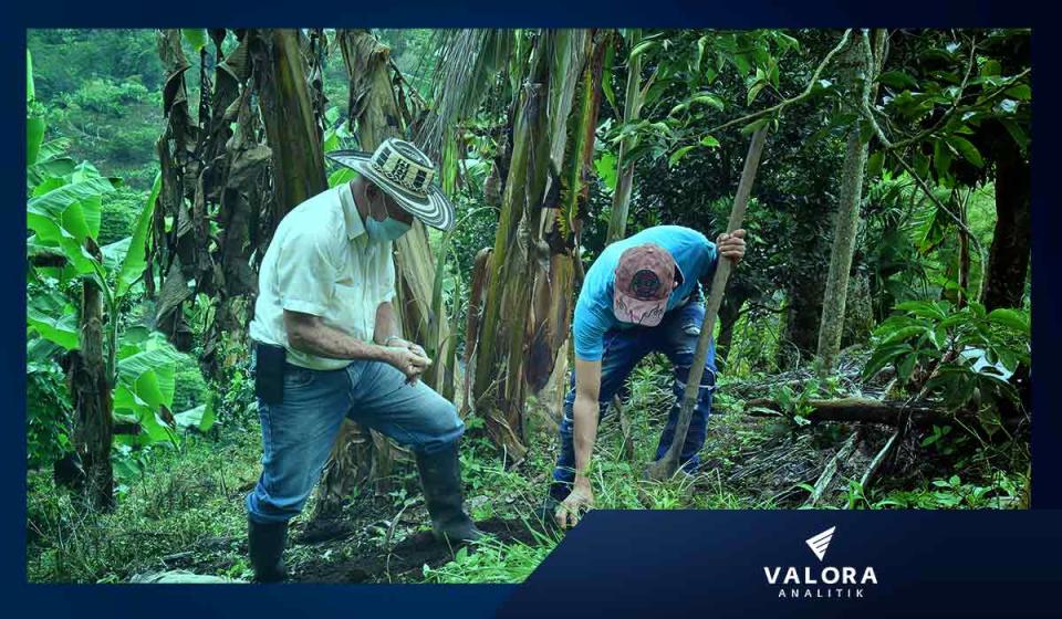 En el campo, la inclusión financiera llega al 55%, con lo cual se está más expuesto a la pobreza. Imagen: Cortesía Valle Agro