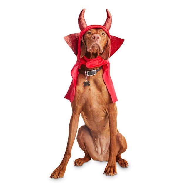 15 Large Dog Halloween Costumes Guaranteed to Be Spooktacular Fun