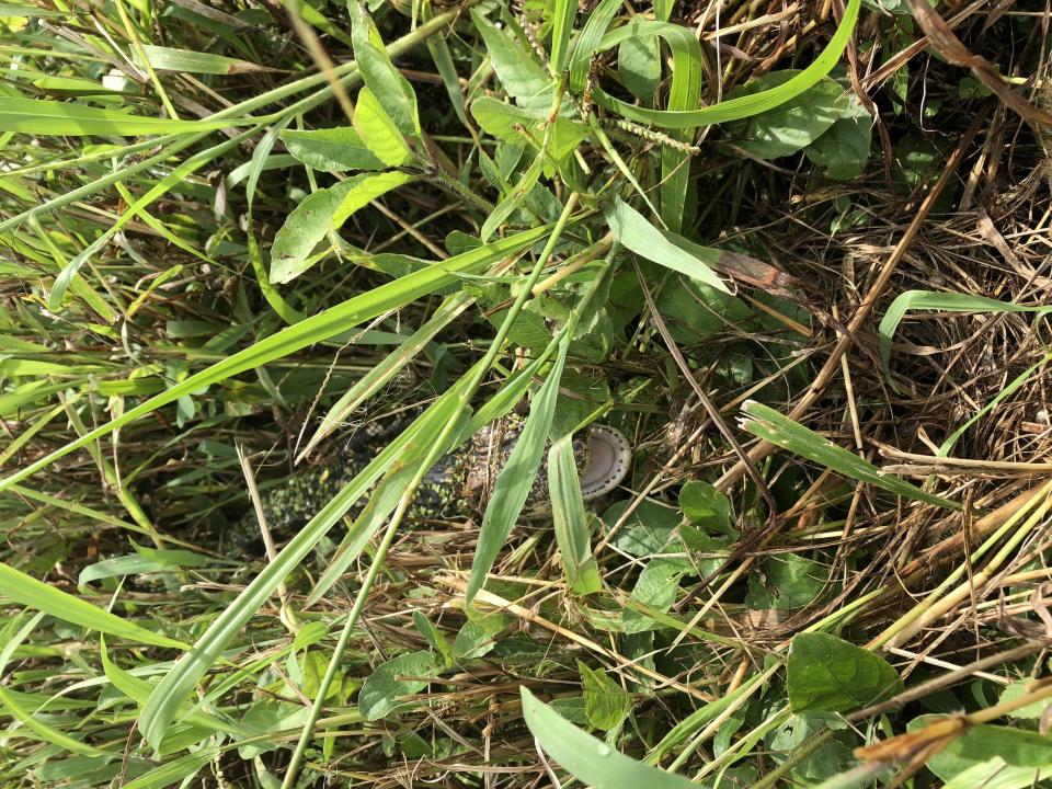 Alligators, like the one seen hiding in the blades of grass here, are among the thousands of creatures that rely on the bayou for survival.