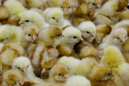 FILE PHOTO: Recently hatched chicks sit in a crate at the Huayu hatchery in Handan, Hebei province, China, June 25, 2018. REUTERS/Thomas Peter/File Photo