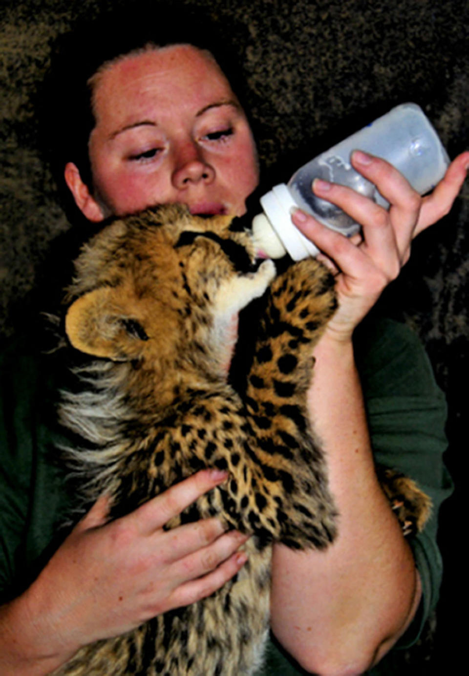 Rosa King holding and feeding a tiger cub at the zoo in the UK.