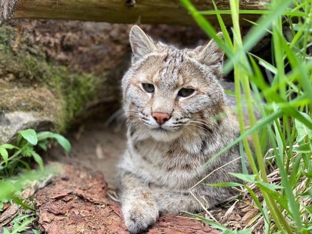 A bobcat named Brett Cody was found safe after he was missing for more than a week from the Saunders Country Critter Zoo and Sanctuary. (Saunders Country Critter Zoo and Sanctuary/Facebook - image credit)