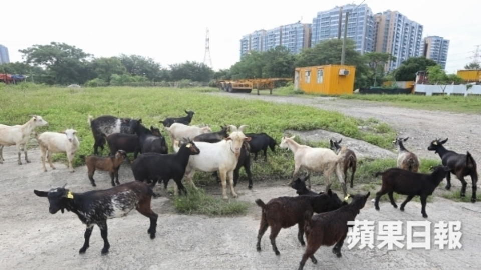 峻巒PARK YOHO具鄉郊氣息，附近有羊群出沒。