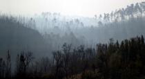 Trees are seen after a forest fire near the village of Cardigos