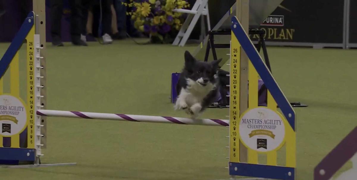 Watch Nimble the mixedbreed dog demolish the 2024 Westminster Masters