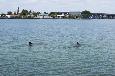 A pair of dolphins swim in the waters off Tampa Bay, Florida May 28, 2015. The rejuvenation of Tampa Bay is hailed as a model for the bays and sounds in other U.S. communities seeking to restore critical coastal habitat under the Clean Water Act, from the Chesapeake Bay in the mid-Atlantic region to San Francisco Bay. REUTERS/Letitia Stein