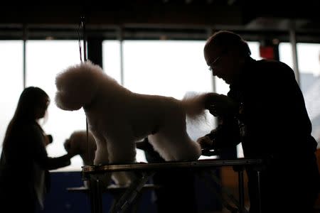 Bichon Frise dogs are groomed for judging in the benching area at the 2016 Westminster Kennel Club Dog Show in the Manhattan borough of New York City, February 15, 2016. REUTERS/Mike Segar